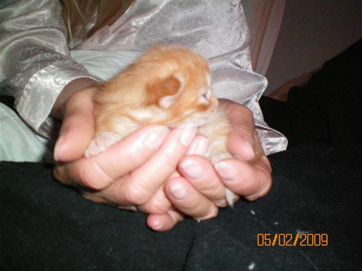 Blanding af racer Orkide mormor og morfar's billede 8