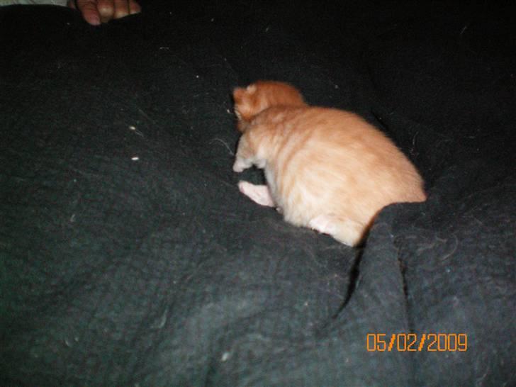 Blanding af racer Orkide mormor og morfar's billede 9