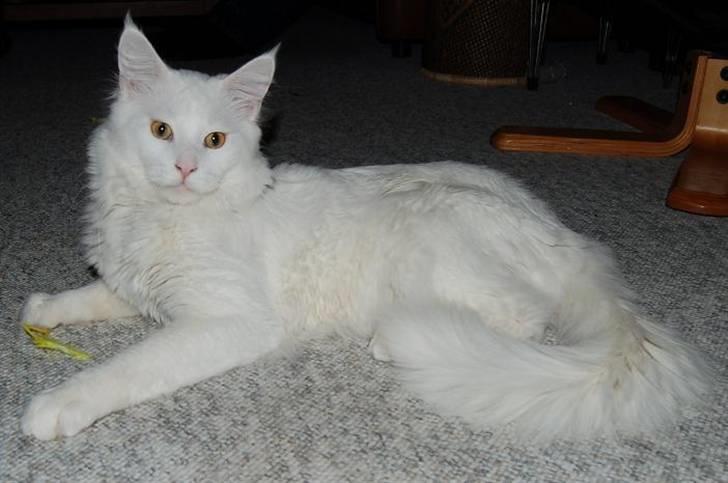 Maine Coon Kafra's Kiss me Tender  billede 1