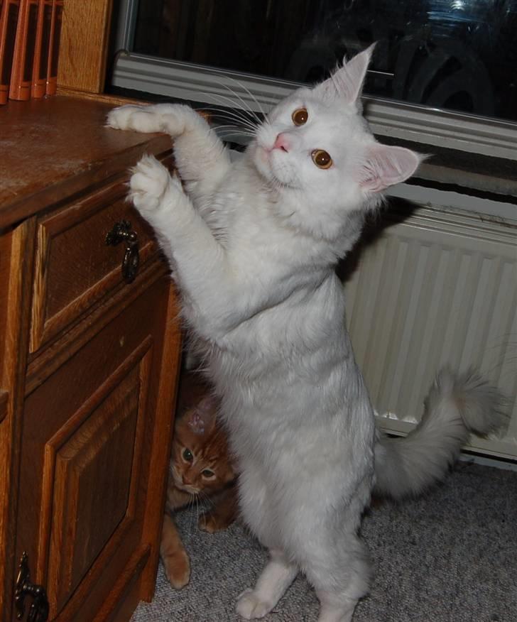 Maine Coon Kafra's Kiss me Tender  billede 2