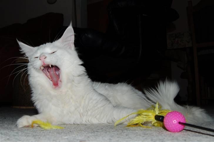 Maine Coon Kafra's Kiss me Tender  billede 3