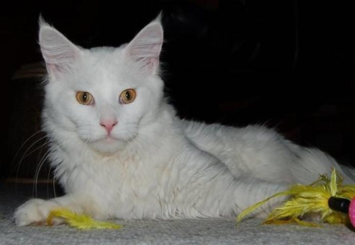 Maine Coon Kafra's Kiss me Tender  billede 4