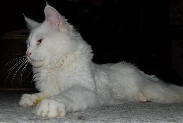 Maine Coon Kafra's Kiss me Tender  billede 5