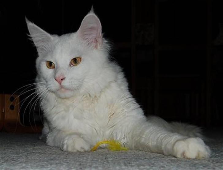 Maine Coon Kafra's Kiss me Tender  billede 6