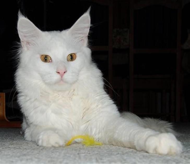 Maine Coon Kafra's Kiss me Tender  billede 7