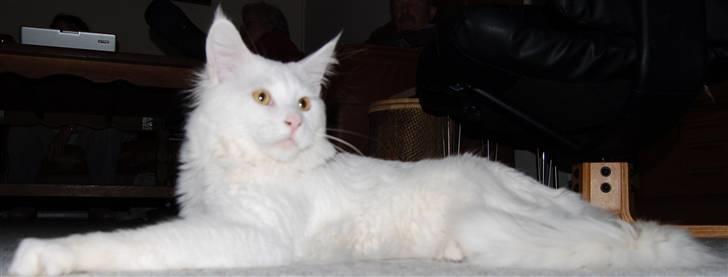 Maine Coon Kafra's Kiss me Tender  billede 8