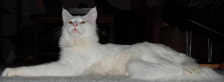 Maine Coon Kafra's Kiss me Tender  billede 9