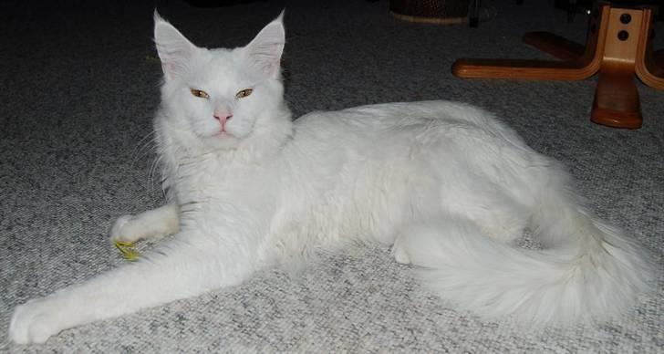 Maine Coon Kafra's Kiss me Tender  billede 10