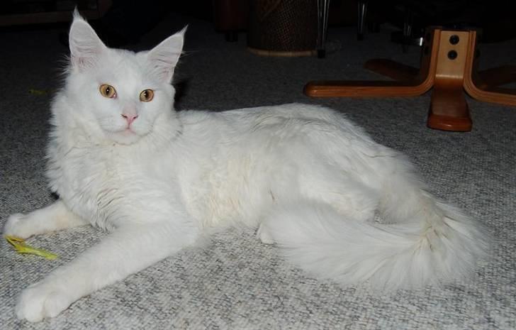 Maine Coon Kafra's Kiss me Tender  billede 11