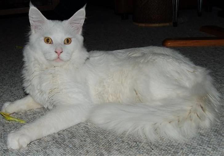 Maine Coon Kafra's Kiss me Tender  billede 12