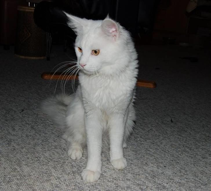 Maine Coon Kafra's Kiss me Tender  billede 13