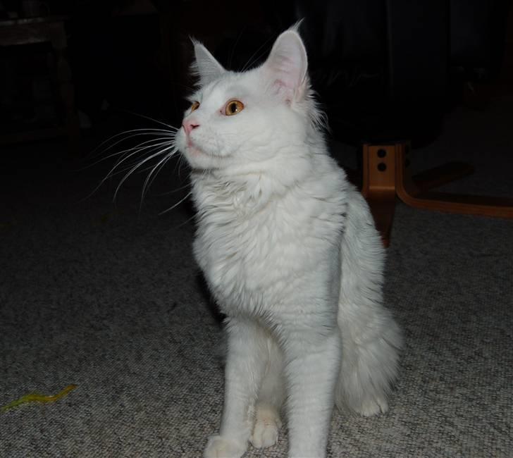 Maine Coon Kafra's Kiss me Tender  billede 14