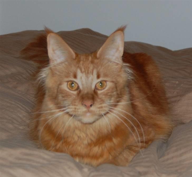 Maine Coon Kafra's Mushi billede 1