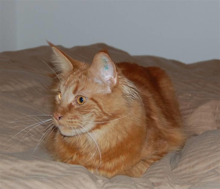 Maine Coon Kafra's Mushi billede 6