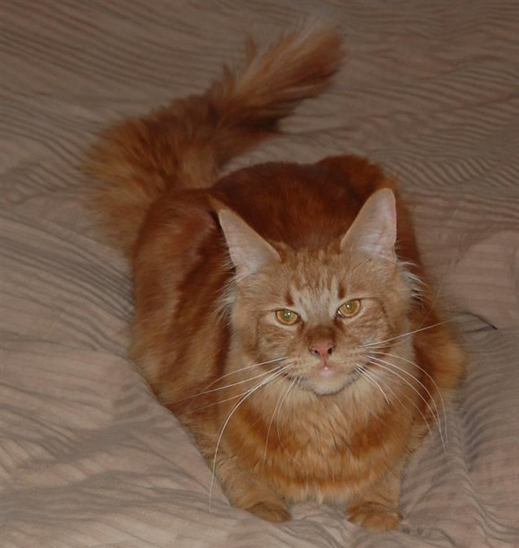 Maine Coon Kafra's Mushi billede 10