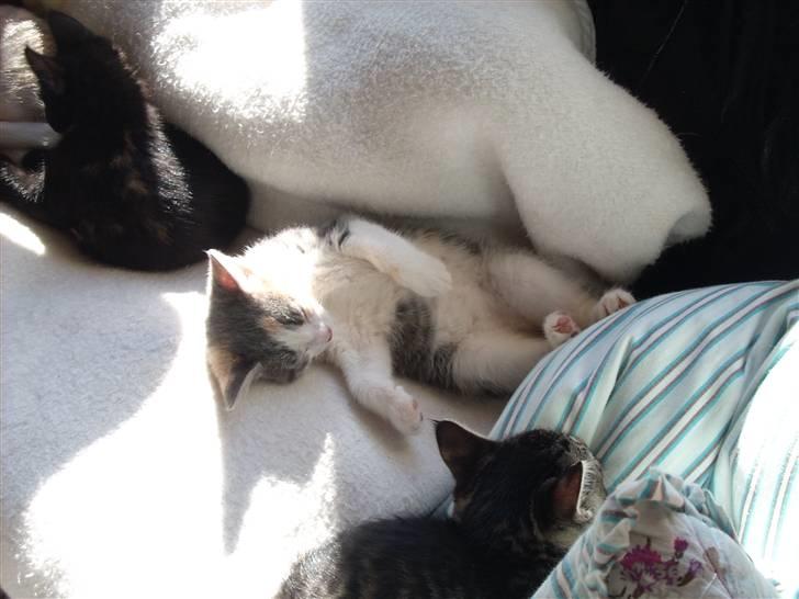 Blanding af racer Baby Plet <3 - 10- Surpice bliver vejet ;) Foto-Mor! billede 10