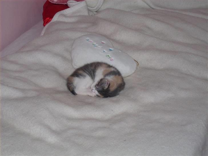 Blanding af racer Baby Plet <3 - 11-/NYT/På min seng<3 billede 11