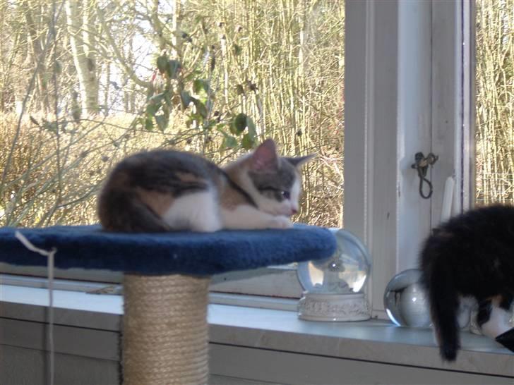 Blanding af racer Baby Plet <3 - 12-Hun hygger med sin moar ;P Foto-Miig tror jeg! billede 12