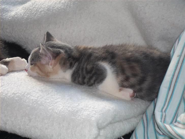 Blanding af racer Baby Plet <3 - 13-Surpice hygger med sine søskende :) Foto-Mor! billede 13