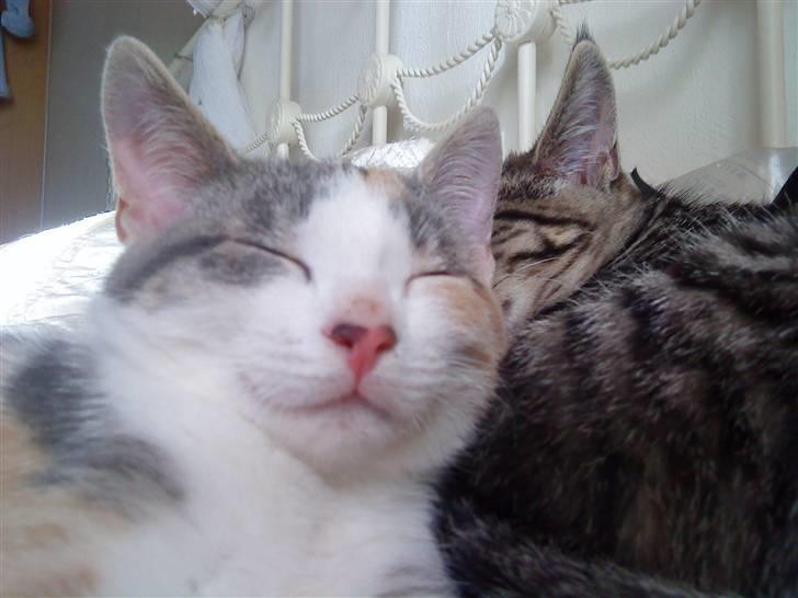 Blanding af racer Baby Plet <3 - 14-NuRRH :) Foto-Mor!«3 billede 14