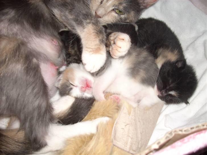 Blanding af racer Baby Plet <3 - 15-Lille lyserød snude ;o Foto-Mor! billede 15