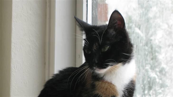 Blanding af racer Nille - /NYT/Velkommen til NillePiiens profil her på KG! billede 1