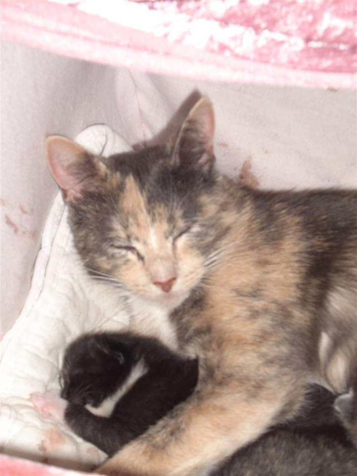 Blanding af racer Nille - Putte ;Oo billede 2