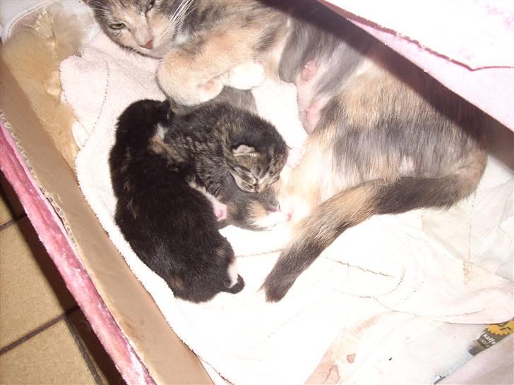 Blanding af racer Nille - Hygge ;) billede 4