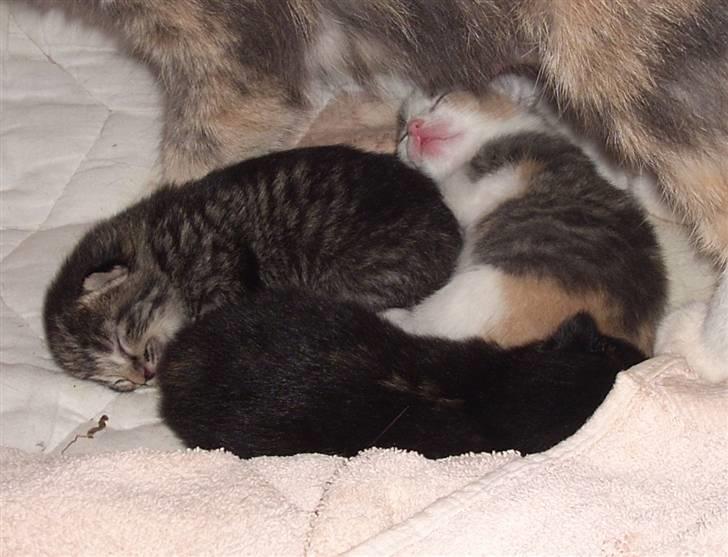 Blanding af racer Nille - Sweet <3 billede 5