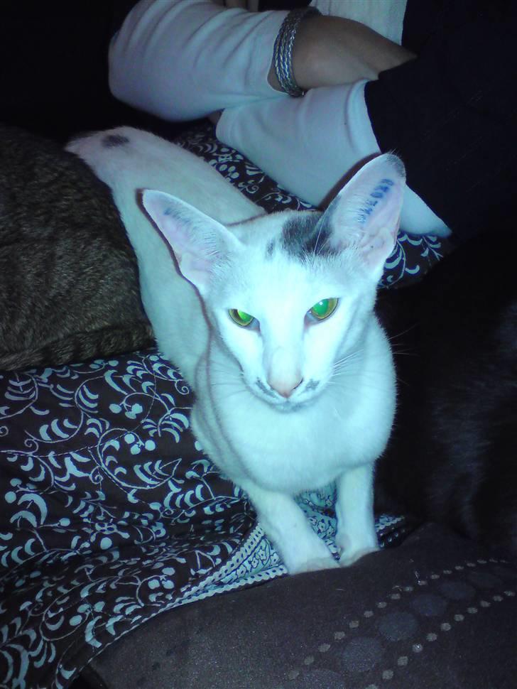 Orientaler Bart Simpson billede 1