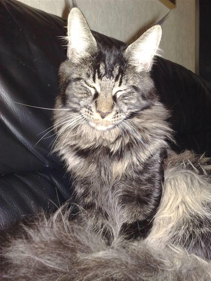 Maine Coon Mirco billede 1