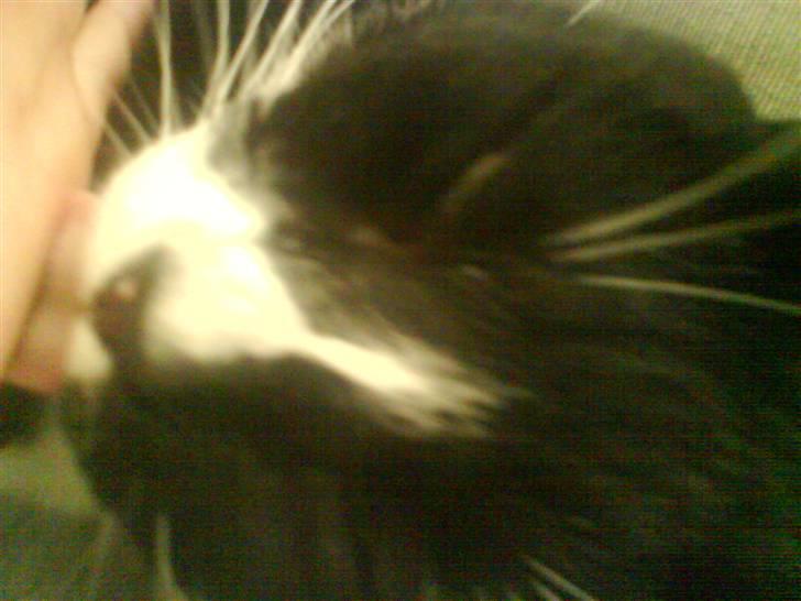 Huskat Oli speciel:D - Oli slikker på min hånd=D billede 1