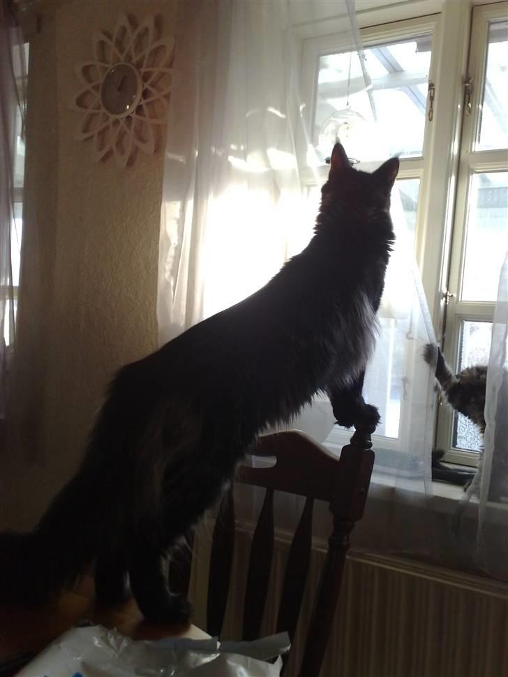 Maine Coon Mirco billede 2