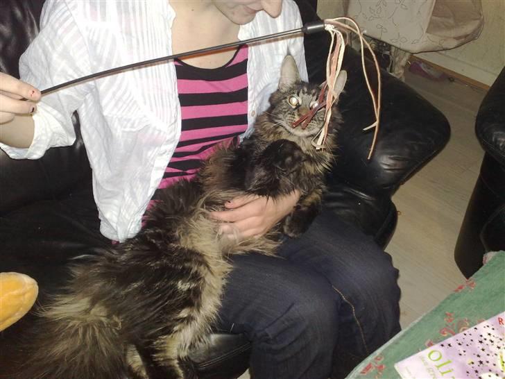 Maine Coon Mirco billede 3