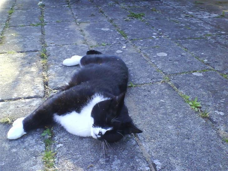 Huskat Oli speciel:D - ligger og nyder solskinnet! billede 2