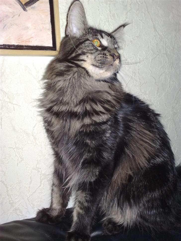 Maine Coon Mirco billede 4