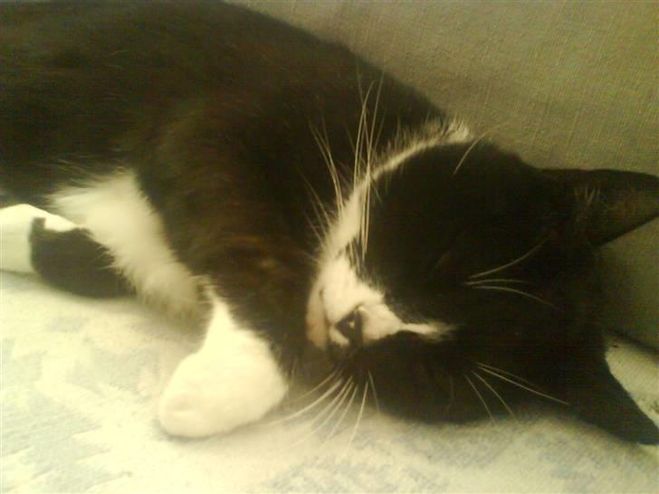 Huskat Oli speciel:D - dejlig at sove! billede 3