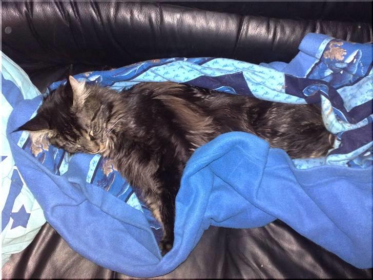 Maine Coon Mirco billede 5