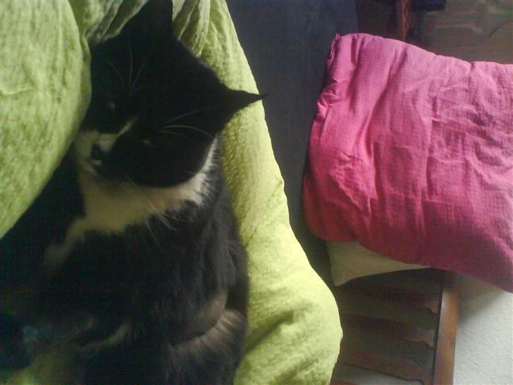 Huskat Oli speciel:D - hmm en skøn seng(: billede 4