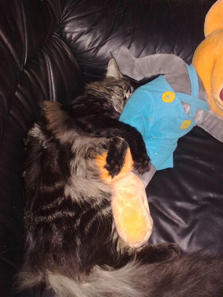 Maine Coon Mirco billede 6