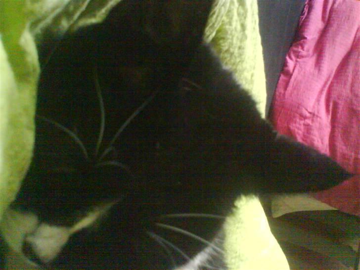 Huskat Oli speciel:D - sover igen billede 5