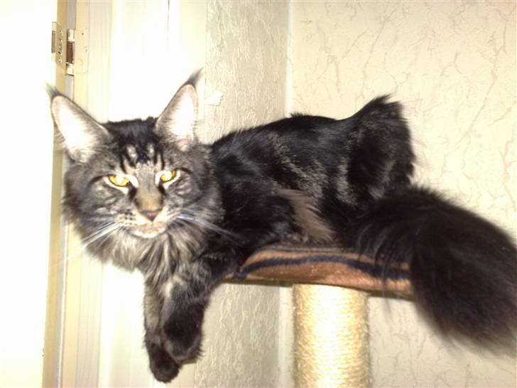 Maine Coon Mirco billede 7