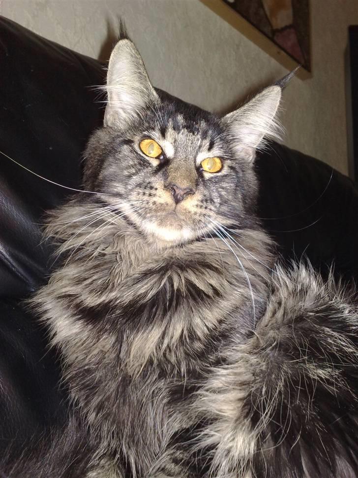 Maine Coon Mirco billede 8
