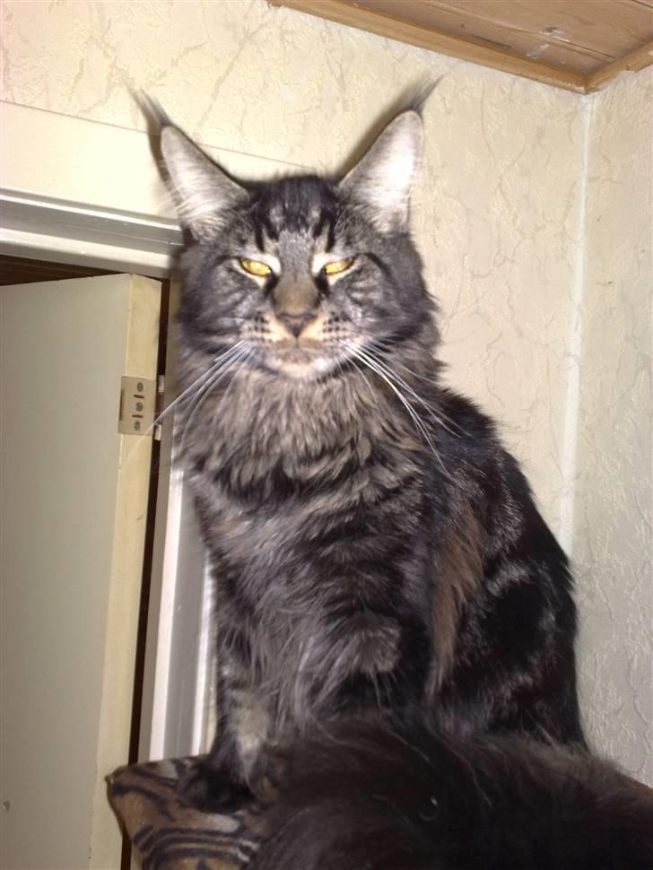 Maine Coon Mirco billede 9