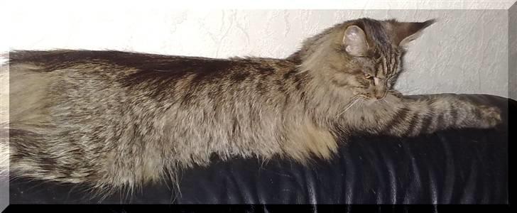 Maine Coon Kunta billede 10