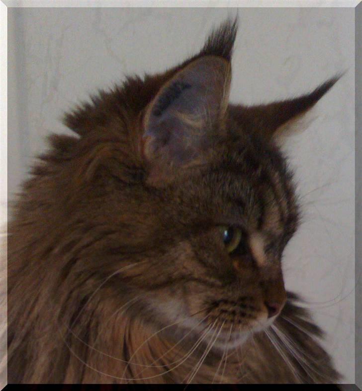 Maine Coon Kunta billede 11