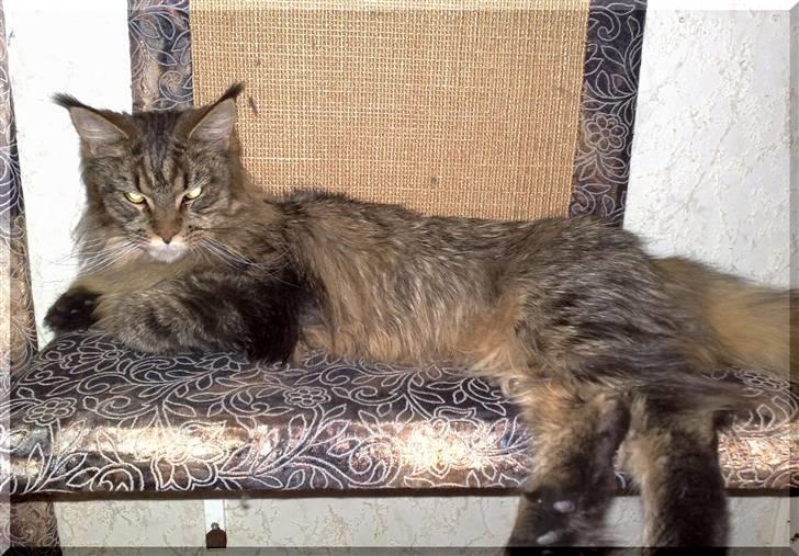 Maine Coon Kunta billede 12