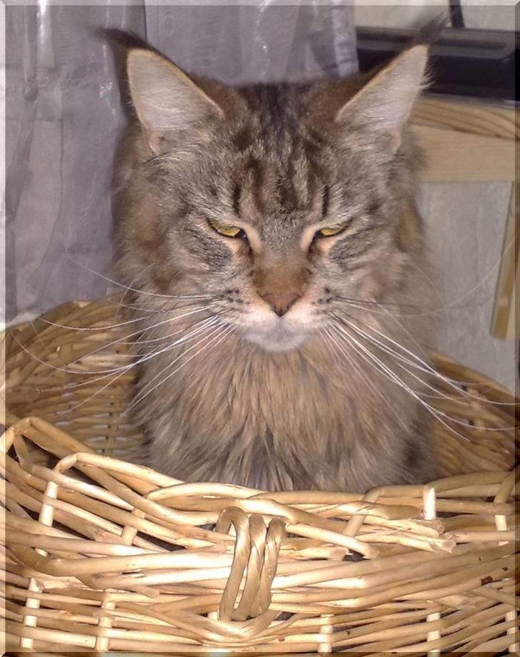 Maine Coon Kunta billede 13