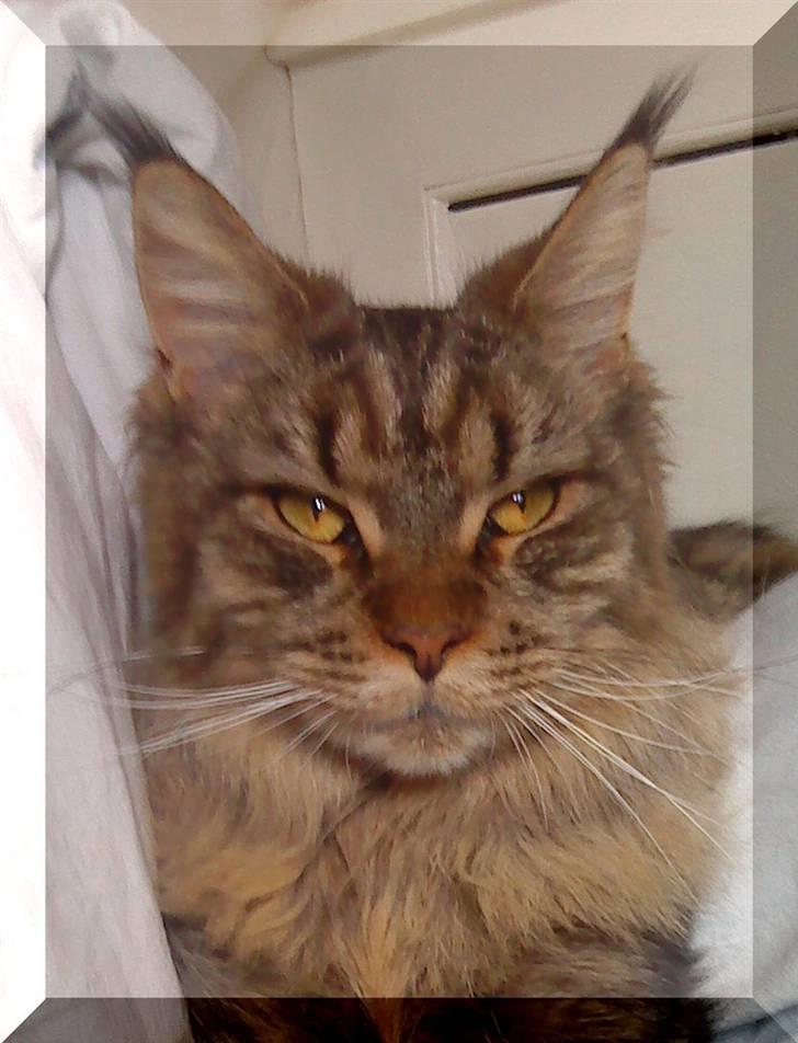 Maine Coon Kunta billede 14