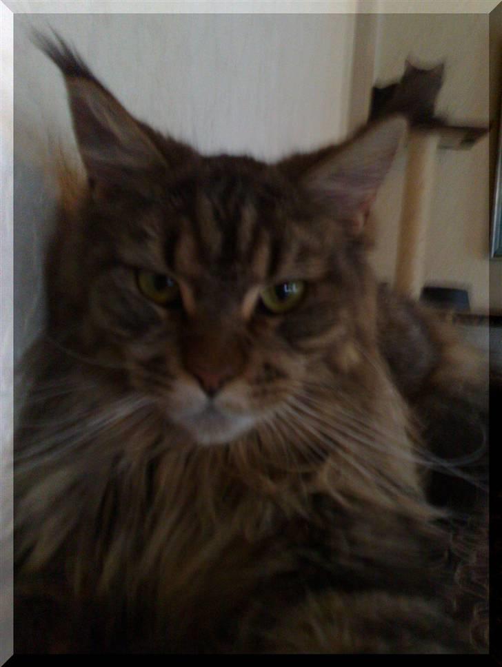 Maine Coon Kunta billede 15